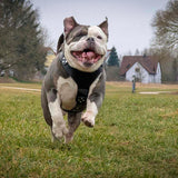 The ''Style'' harness Black - Bestia Collars