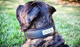 BESTIA DOG SPORT COLLAR Training gear