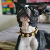 The "Bijou" handmade puppy collar Collars