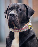The ''Candy'' Dog Collar Collars