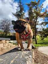 The ''Eros'' harness Black & Orange Small to Medium Size Harnesses