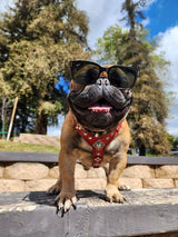 The ''Eros'' harness Black & Orange Small to Medium Size Harnesses