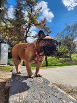 The ''Eros'' harness Black & Red Small to Medium Size Harnesses