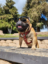 The ''Eros'' harness Green Small to Medium Size Harnesses