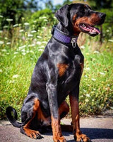 The ''Hexagon'' LIMITED collar exclusive design Limited Collars