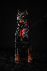 The ''Red Dragon'' leash Leads & Head Collars