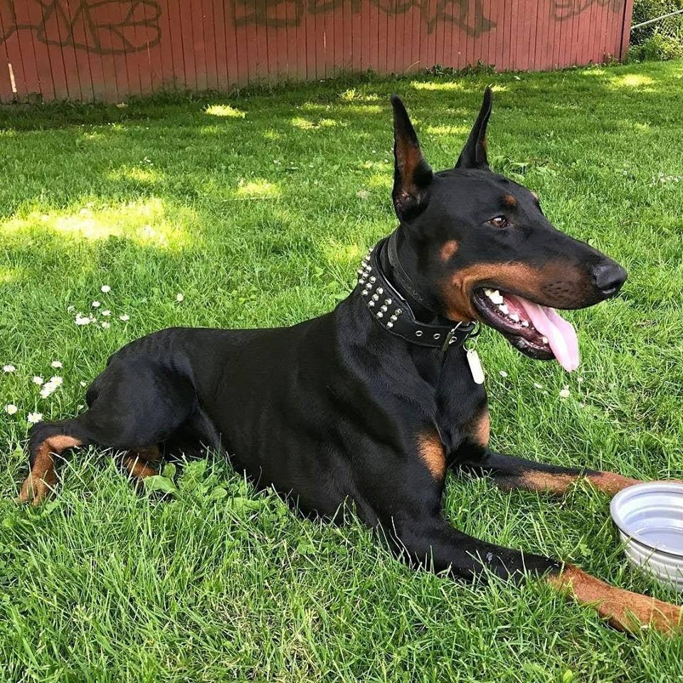 Doberman Pinschers - intelligent and loyal dogs – Bestia Collars