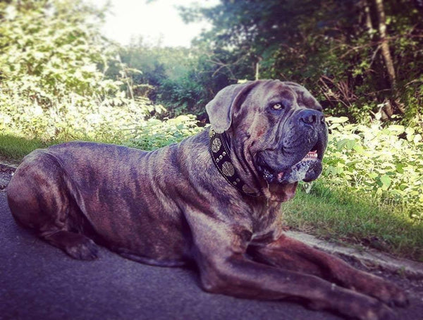 Most popular Mastiff Dog Names - Bestia Collars