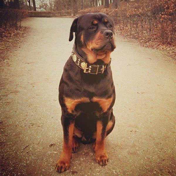 rottweiler-calm-confident-and-