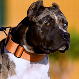 Collare Bestia Dog Sport GripPro con maniglia