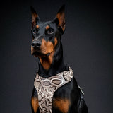 The ''Rock Python'' harness - Bestia Collars