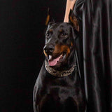 The ''Rock Python'' collar - Bestia Collars