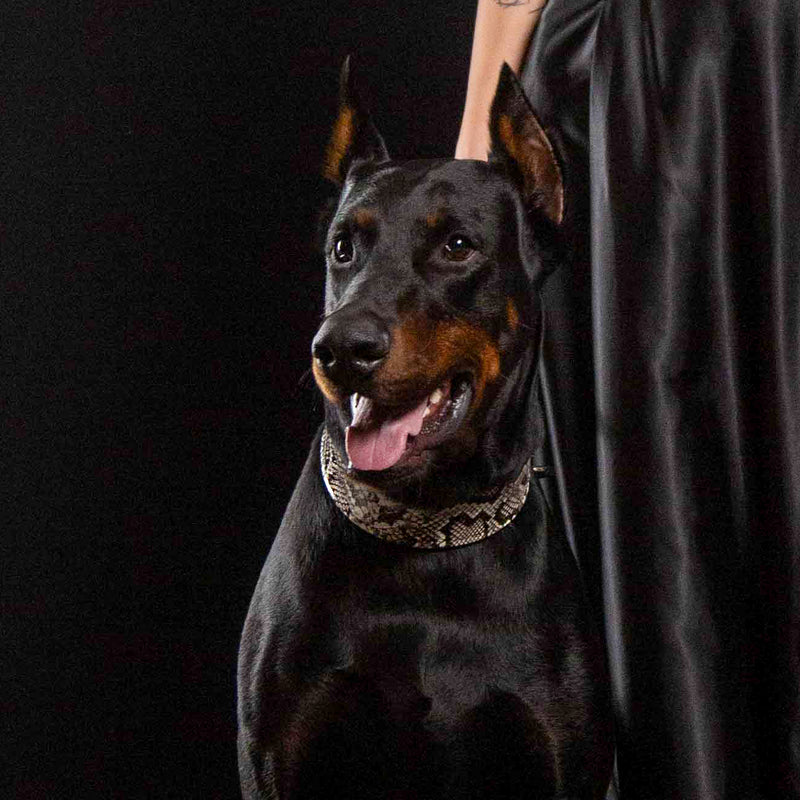 The ''Rock Python'' collar - Bestia Collars