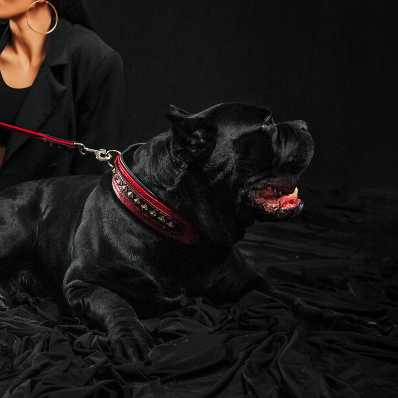The "Balteus" red collar - Bestia Collars