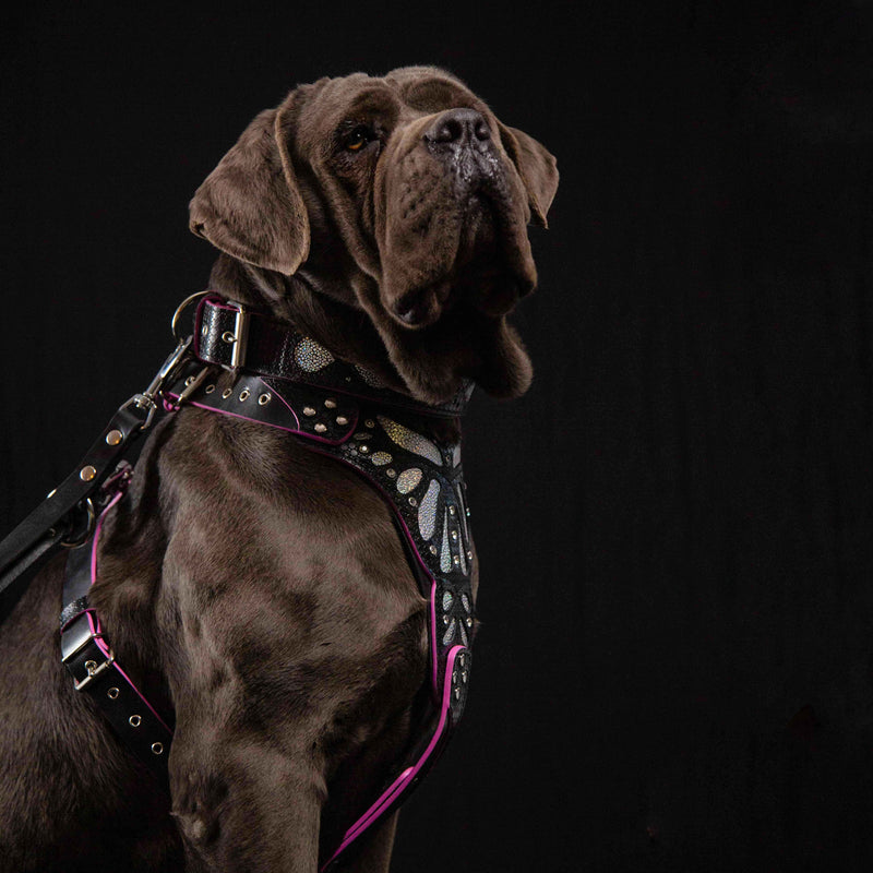 The ''Ariel'' collar - Bestia Collars