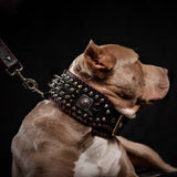 the "DAVID" hand stitched 3.15 inch wide show collar - Bestia Collars