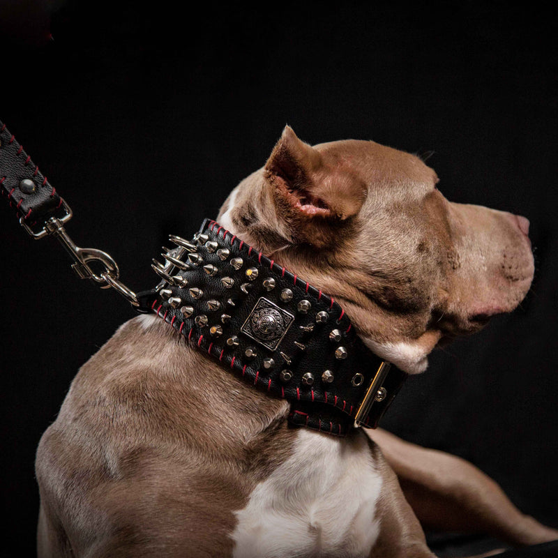 the "DAVID" hand stitched 3.15 inch wide show collar - Bestia Collars