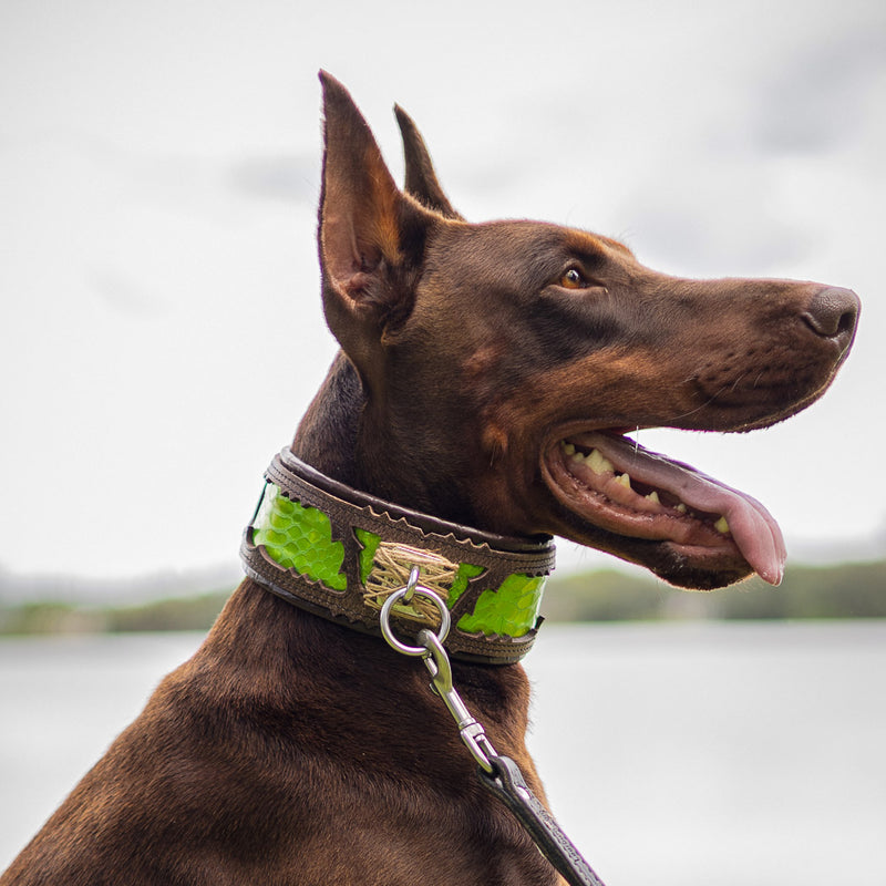 The ''Venom'' collar - Bestia Collars