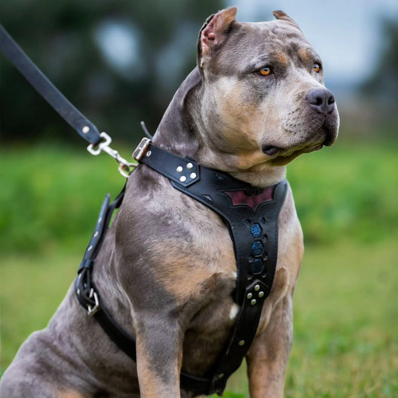 BATDOG harness Medium Size