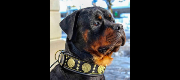 ROTTIE　Rottweiler ロットワイラー　ベルト ROTTIE様専用 Rottweiler ロットワイラー ベルト 【公式通販】