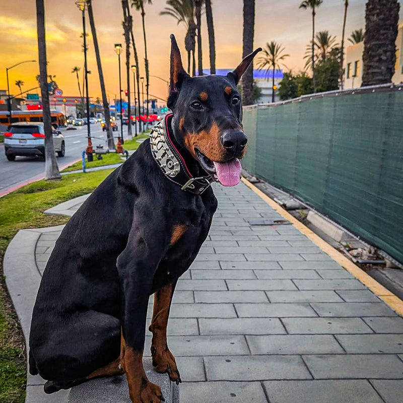 The "Kennel" collar- personalized!