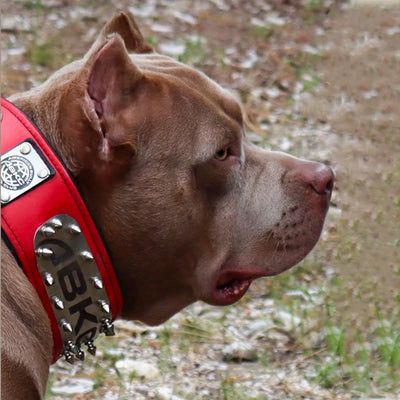 The ABKC Collar – Bestia Collars - Main Image