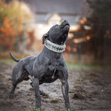 The "Metal" collar White & Gold- personalized! - Bestia Collars
