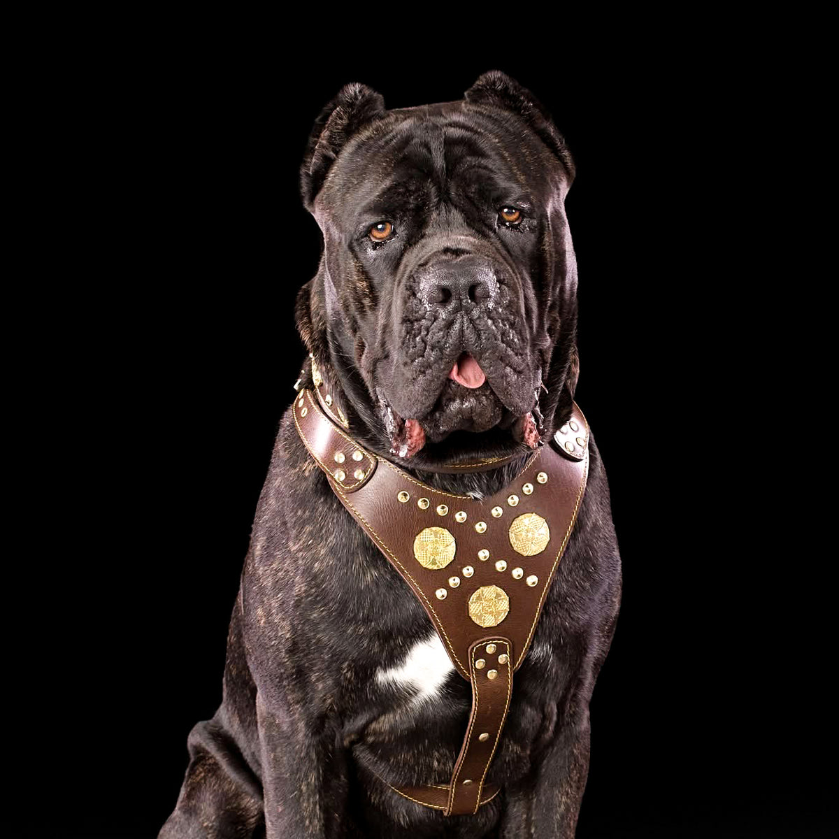 Bestia Maximus Hundehalsband Aus Echtleder – Breites, Gepolstertes Halsband Für Große Hunde, Handgefertigt In Europa