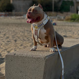 IL CANDY Harness