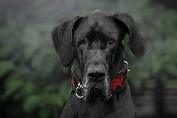 The ''Red Dragon'' collar - Bestia Collars