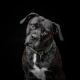 The ''D`Albertis'' collar - Bestia Collars