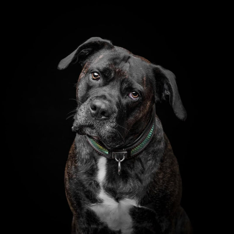 The ''D`Albertis'' collar - Bestia Collars