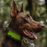 The ''Venom'' collar - Bestia Collars