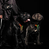 The ''D`Albertis'' harness LIMITED - Bestia Collars