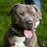 The "Crown" collar Black - Bestia Collars