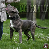 The "Crown" collar Black - Bestia Collars