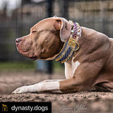 The Candy Dog Collar