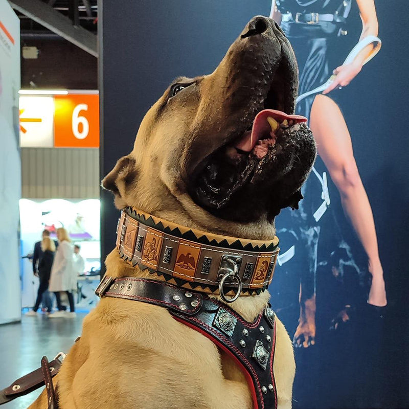 dog gear halsband Das ''SPQR'' Halsband – Bestia Collars