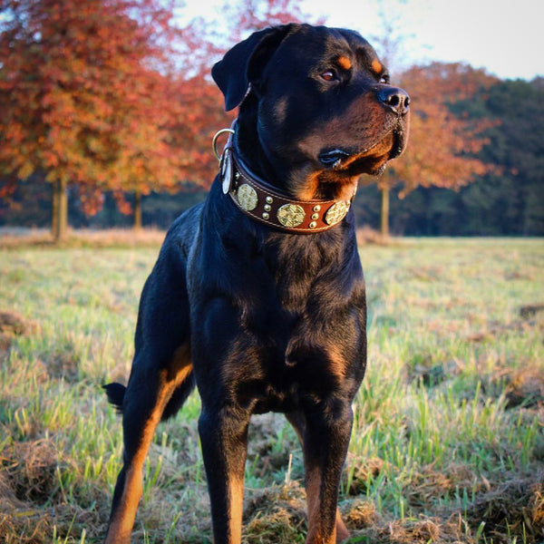 Il collare "Maximus" largo 2,5 pollici marrone e oro