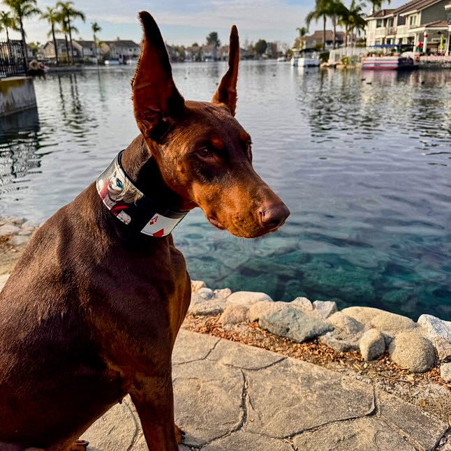 The Harley Quinn Limited Collar