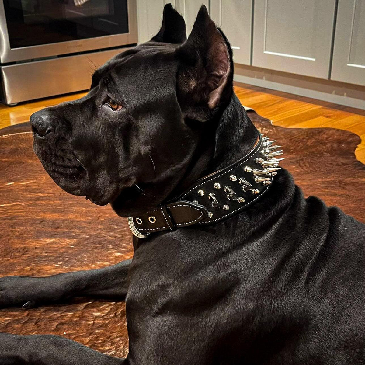 The one and only BIG BOY 2.8 inch wide leather dog collar by