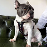 French Bulldog wearing the Bijou harness Black & Red - customer photo