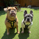 Dogs wearing the Bijou harness Black & Red outdoors - customer photo