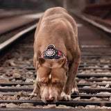 Collar ''Captain A''