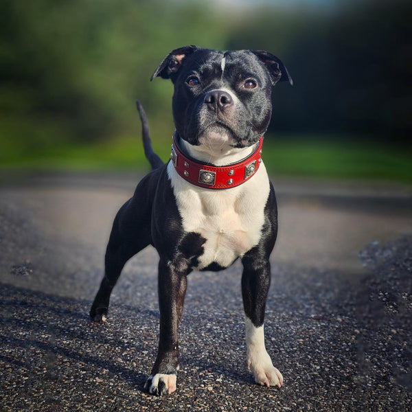 The "Eros" collar 2 inch wide Red