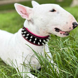 Bull Terrier wearing the Frenchie collar black & pink - customer photo