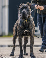Cane Corso beim Spaziergang mit einem maßgefertigten Bestia Halsband aus schwarzem Leder mit goldenen Beschlägen