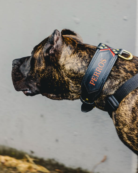 Bestia 犬用 レザーハーネス コンチョ付き Bestia Collars - 犬用の手作り革アクセサリー