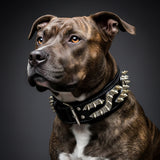 The ''Platinum'' collar - Bestia Collars