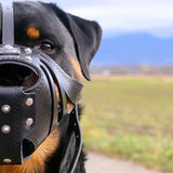 Rottweiler wearing the Eros leather muzzle All Black - customer photo